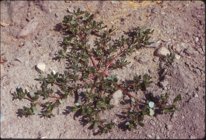 Portulaca oleracea L.