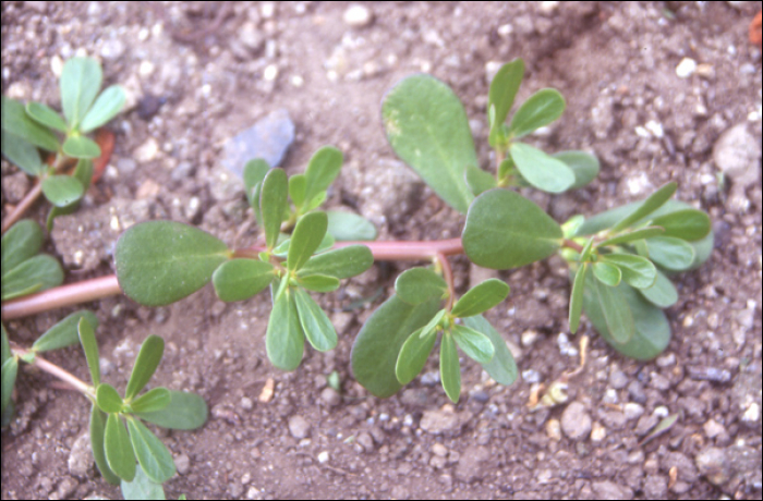 Portulaca oleracea L.