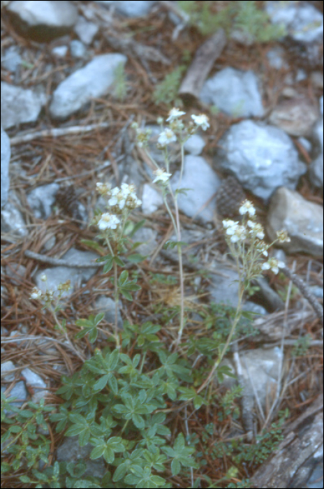 Potentilla alchemilloïdes Lapeyr.