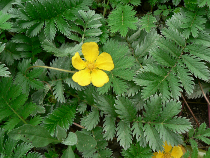 Potentilla anserina L.