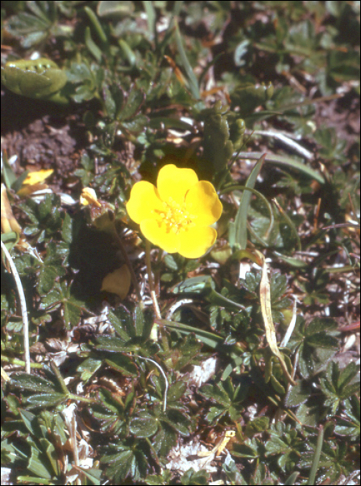 Potentilla aurea L.