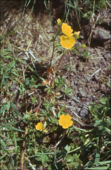 Potentilla aurea L.