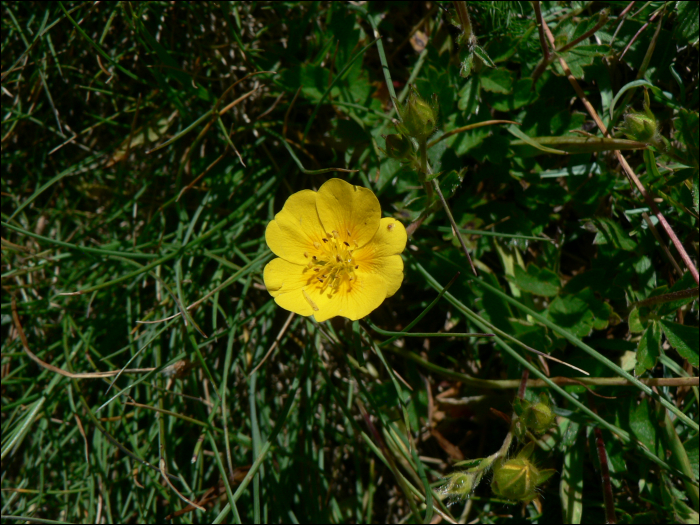 Potentilla aurea L.