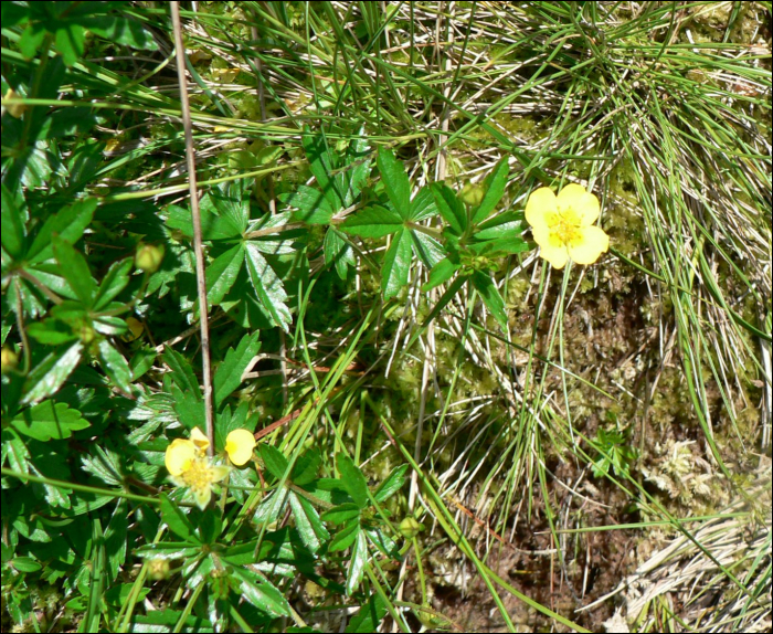 Potentilla erecta (L.) (=P. tormentilla)