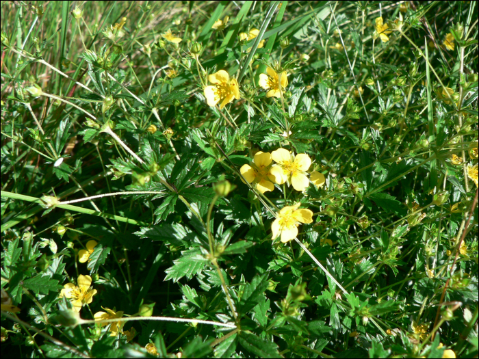 Potentilla erecta (L.) (=P. tormentilla)