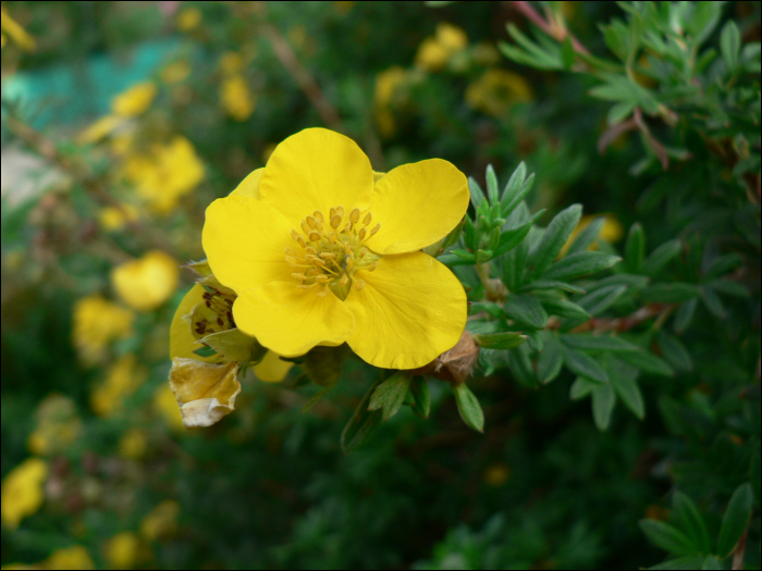 Potentilla fruticosa L.