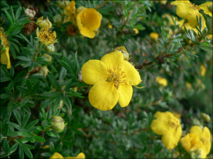 Potentilla fruticosa L.