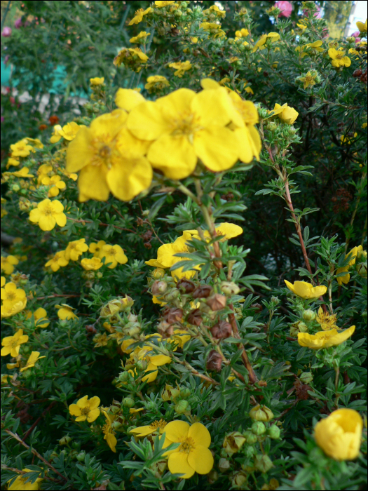 Potentilla fruticosa L.