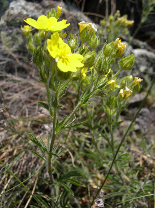 Potentilla hirta