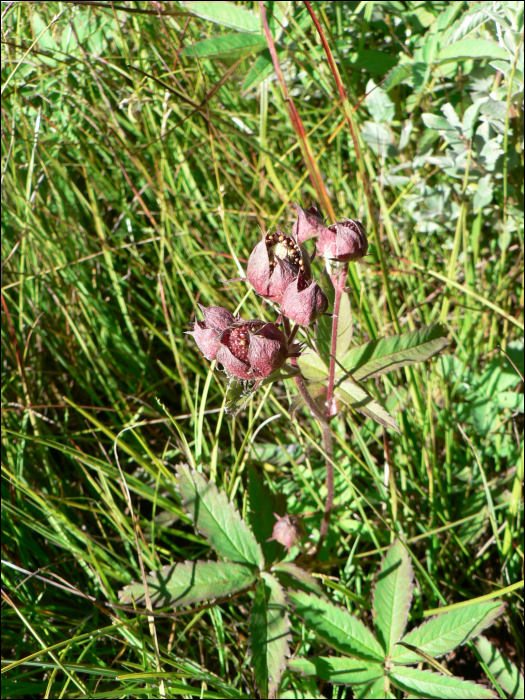 Potentilla palustris (L.) (=Comarum palustre)