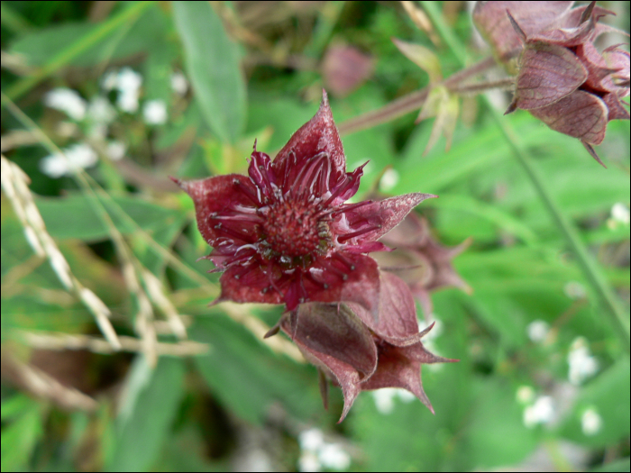 Potentilla palustris (L.) (=Comarum palustre)