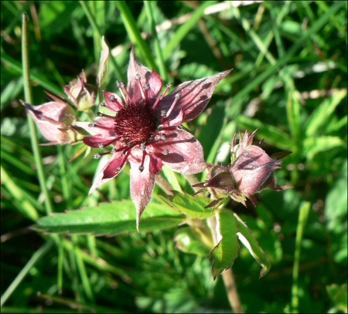 Potentilla palustris (L.) (=Comarum palustre)