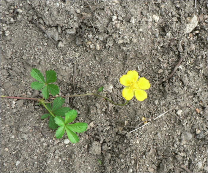 Potentilla reptans L.