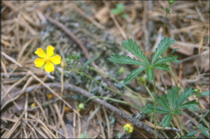 Potentilla reptans L.