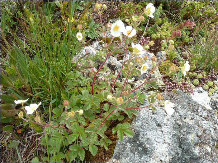 Potentilla rupestris