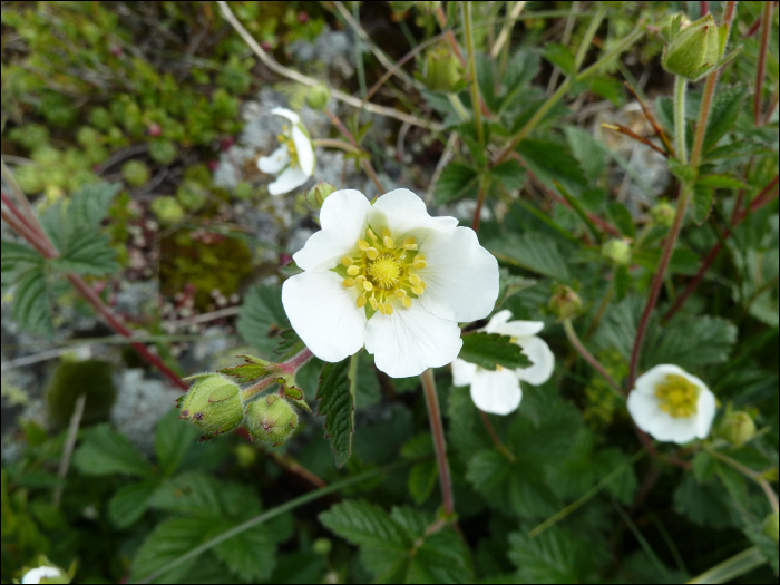 Potentilla rupestris