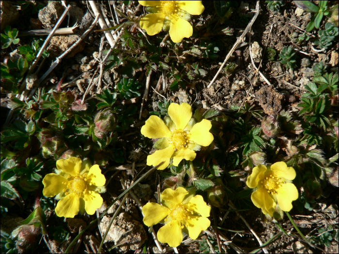 Potentilla tabernaemontani Asch. (=P. verna)