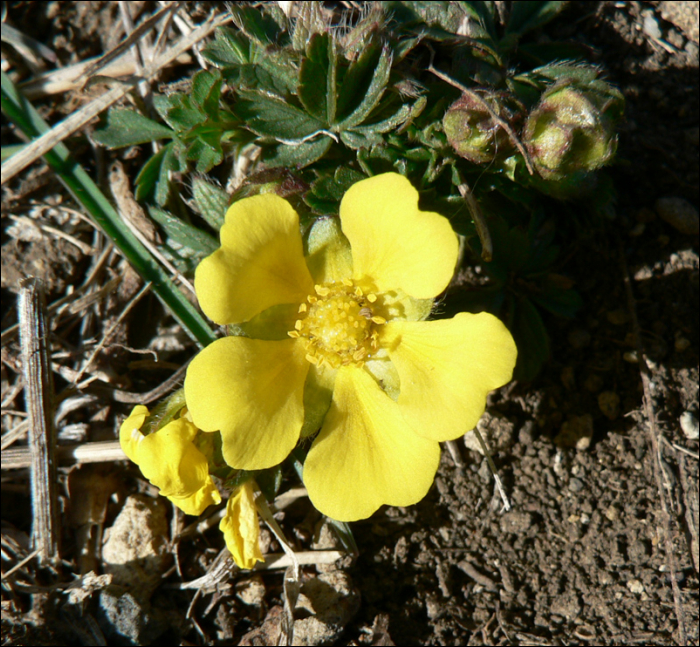 Potentilla tabernaemontani Asch. (=P. verna)