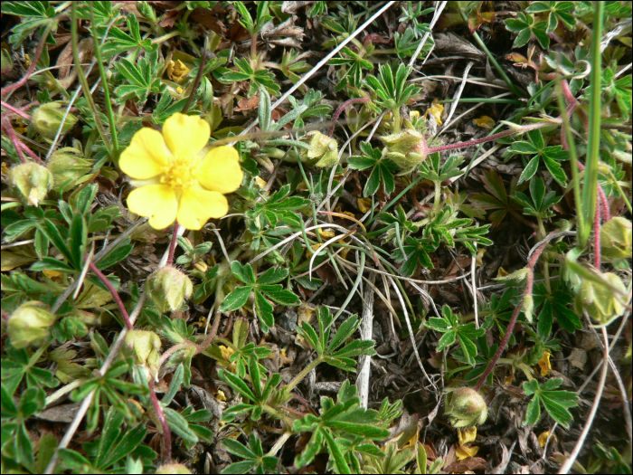 Potentilla tabernaemontani Asch. (=P. verna)