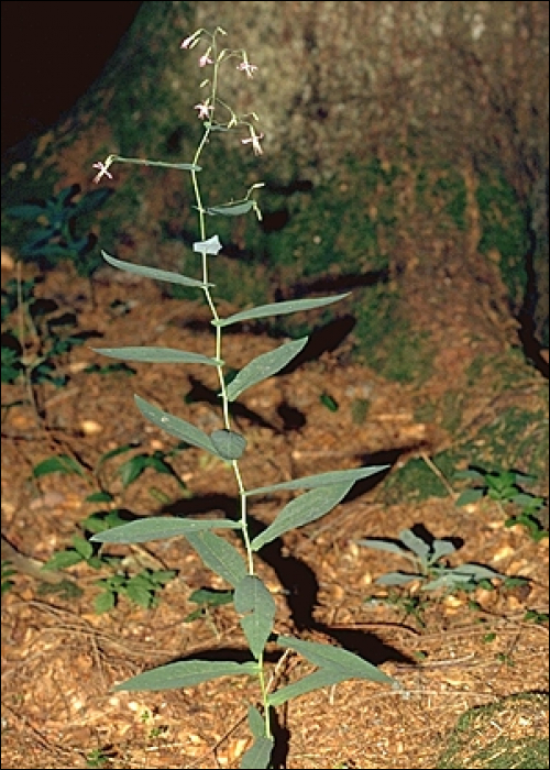 Prenanthes purpurea L.