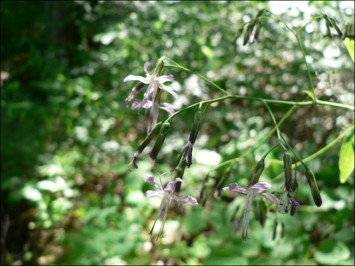 Prenanthes purpurea L.