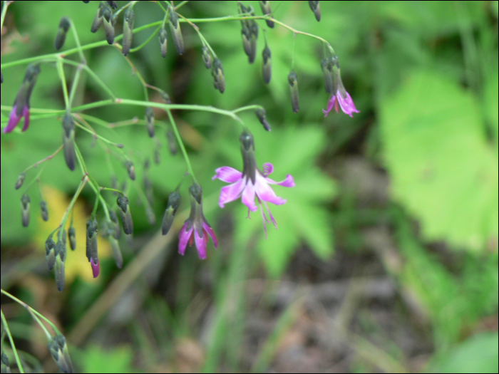 Prenanthes purpurea L.