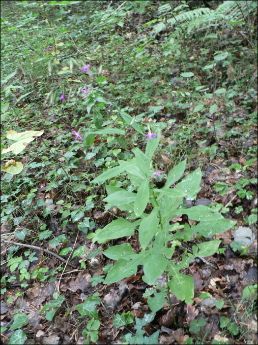 Prenanthes purpurea L.