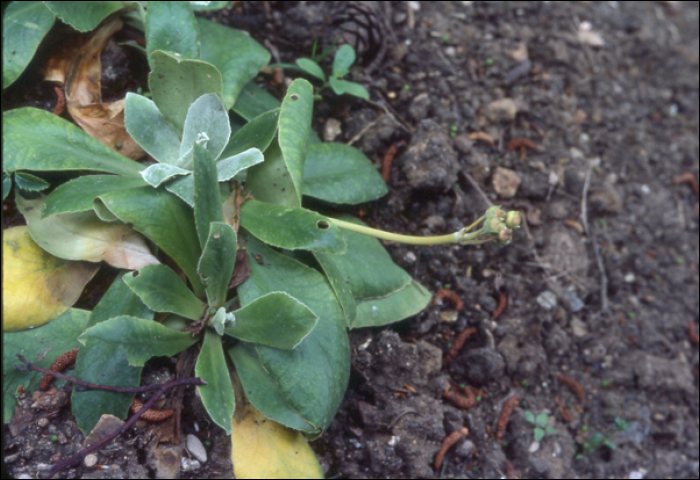 Primula auricula  L.