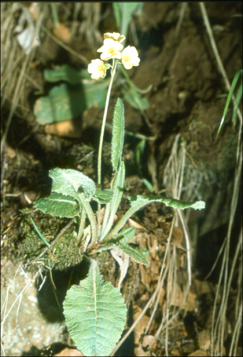 Primula elatior L.