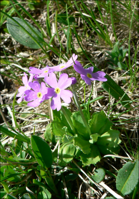 Primula farinosa L.