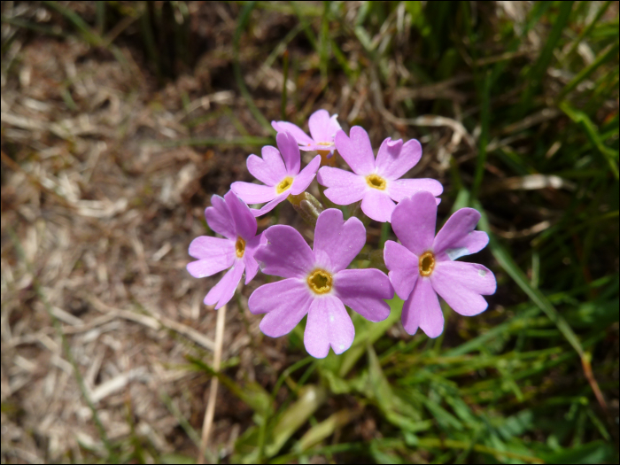 Primula farinosa L.