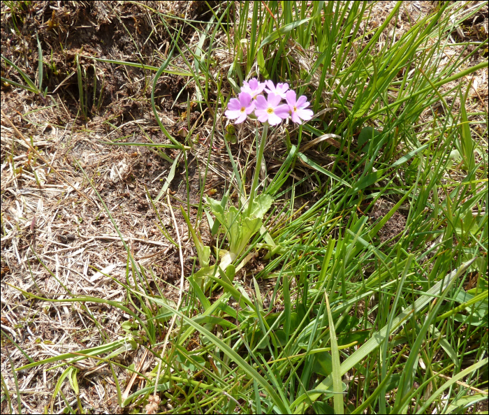 Primula farinosa L.