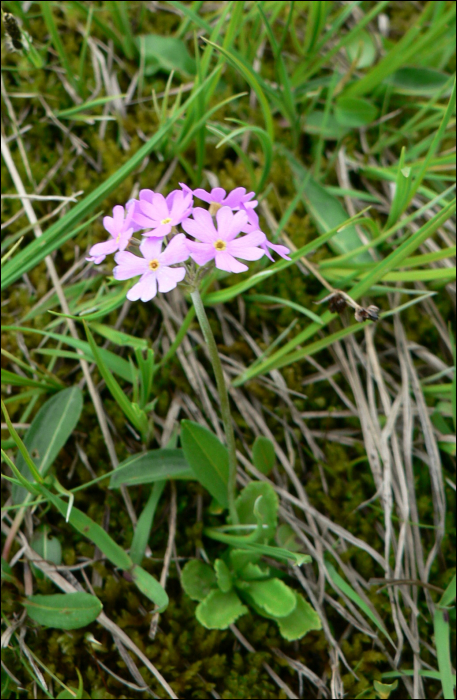 Primula farinosa L.