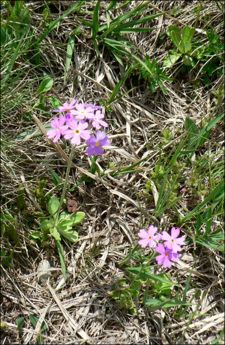 Primula farinosa L.