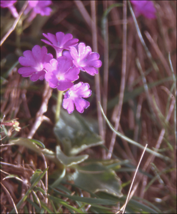 Primula integrifolia L.