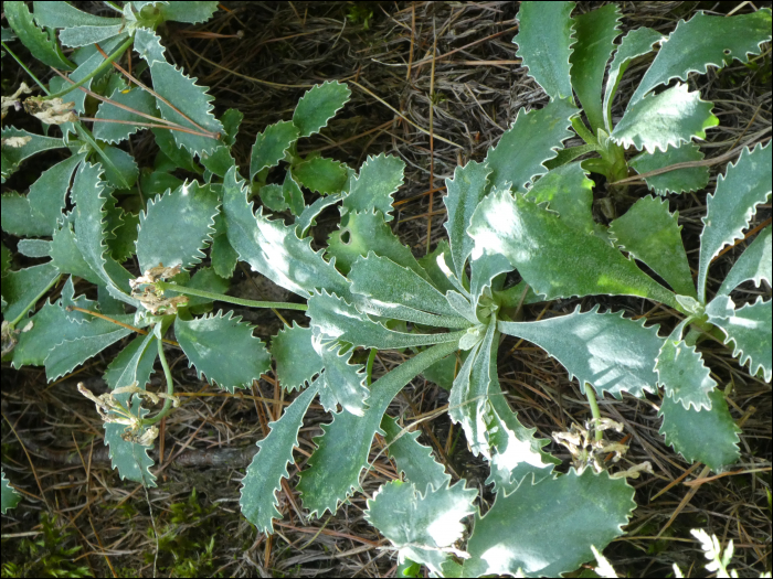 Primula marginata Curtis