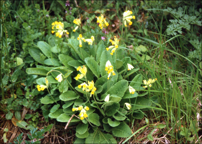 Primula veris L. (=P. officinalis)