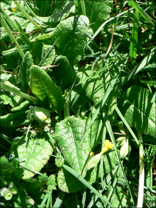 Primula veris L. (=P. officinalis)