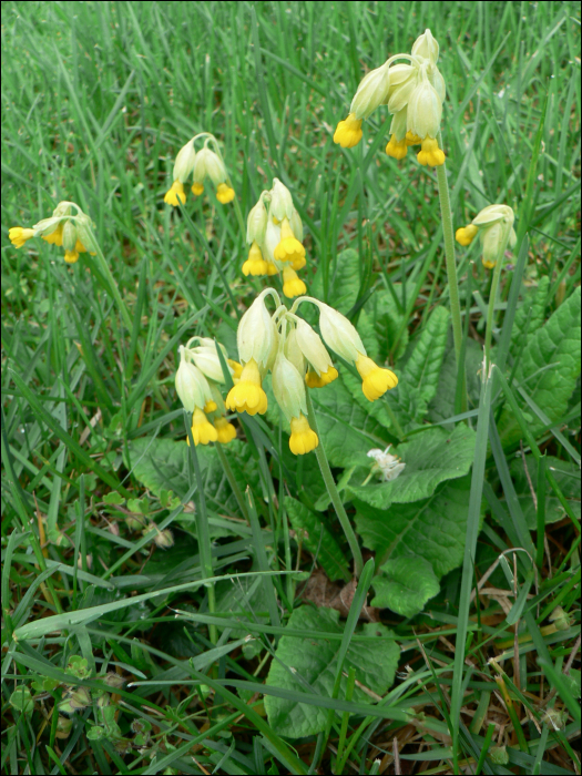 Primula veris L. (=P. officinalis)