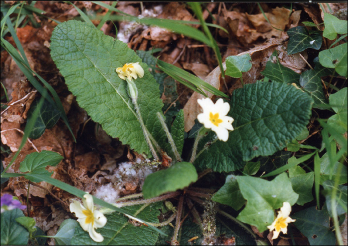Primula vulgaris (=P. acaulis)