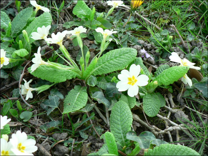 Primula vulgaris (=P. acaulis)