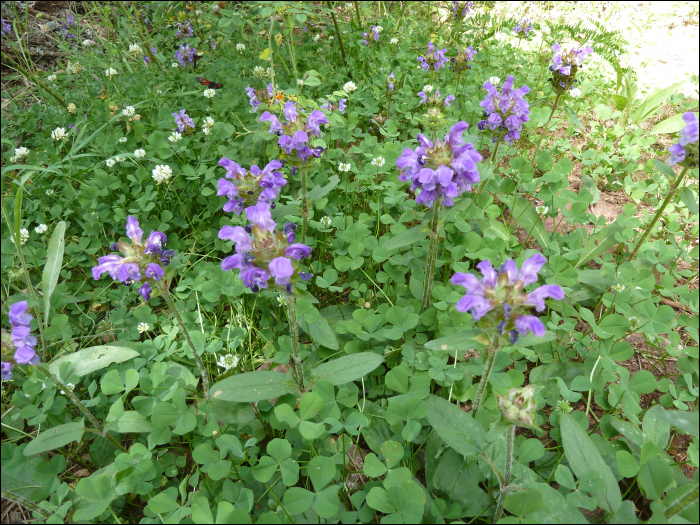 Prunella grandiflora (L.)