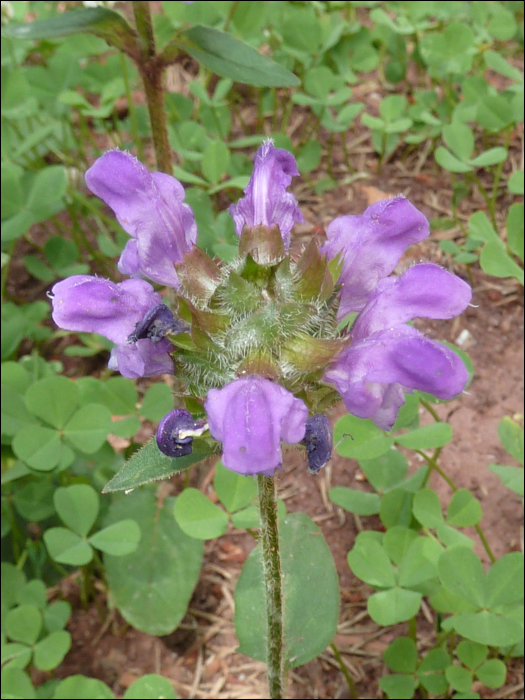 Prunella grandiflora (L.)