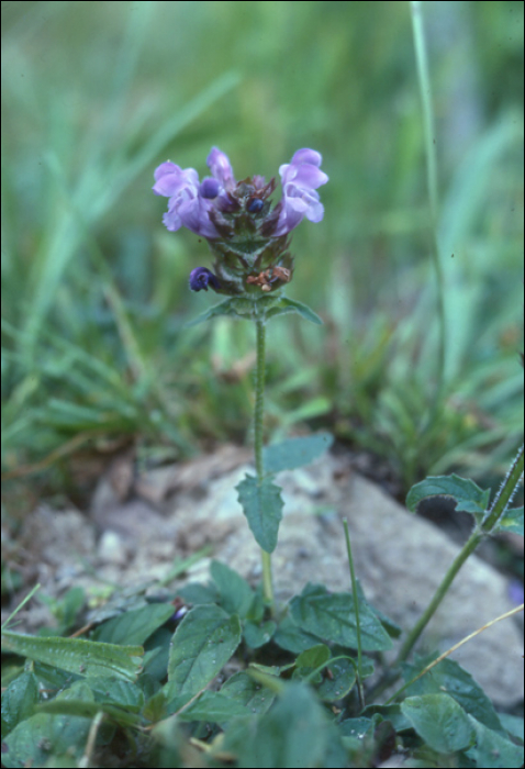 Prunella grandiflora (L.)