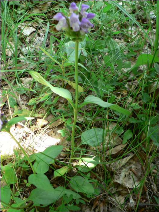 Prunella grandiflora (L.)