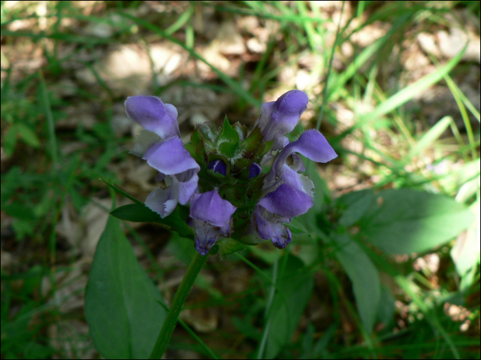 Prunella grandiflora (L.)