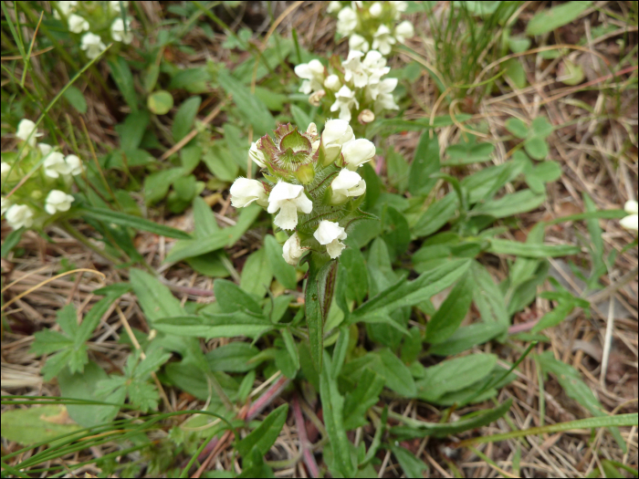 Prunella laciniata-alba