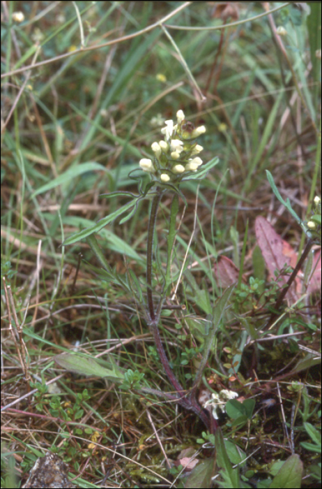 Prunella laciniata (L.) (=P.alba)