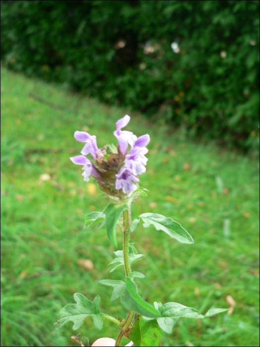 Prunella laciniata (L.) (=P.alba)