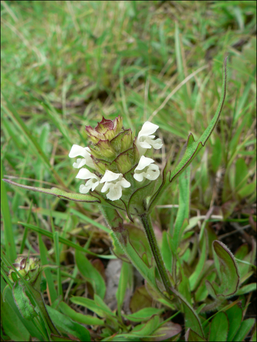 Prunella laciniata (L.) (=P.alba)